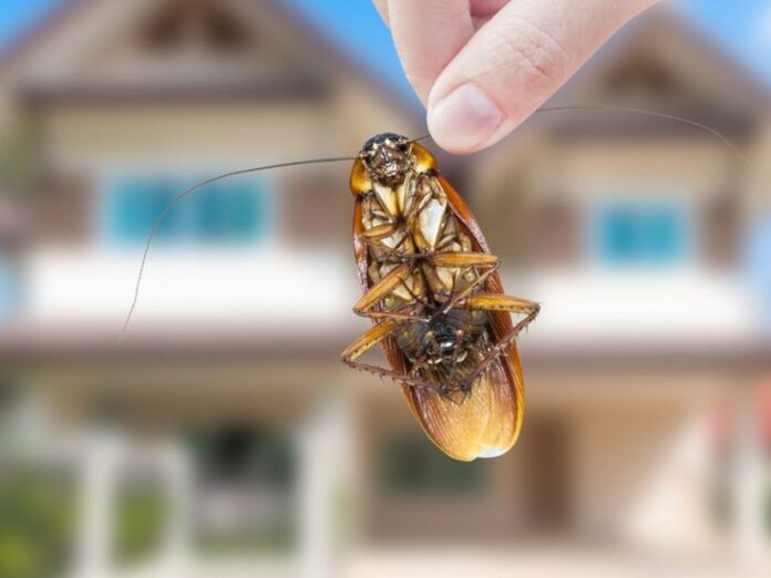 What Are The Benefits of Pest Control?