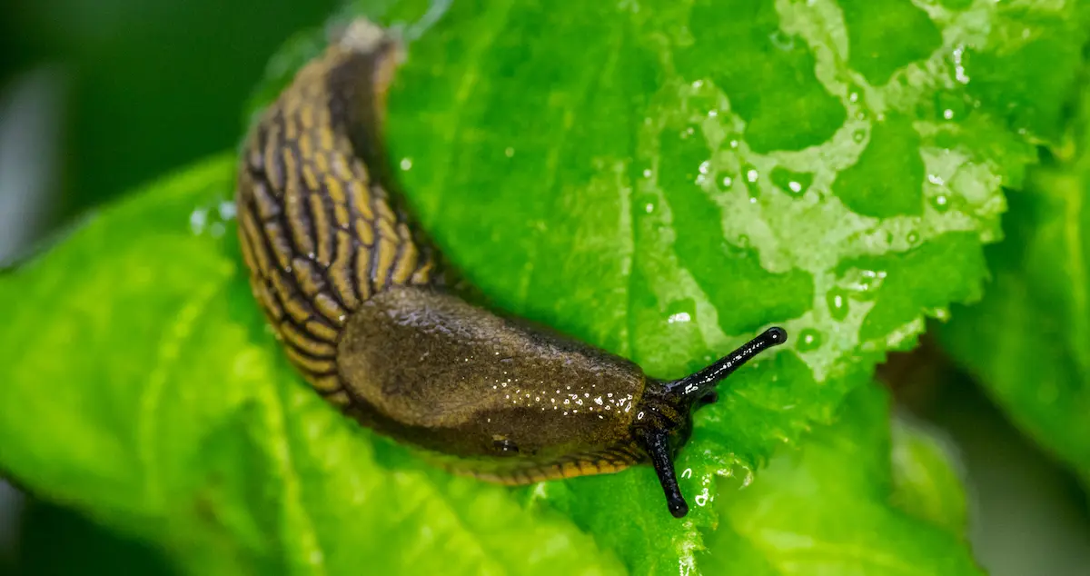 Slug on a leaf with a garden background